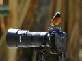 单反拍鸟的镜头-相机镜头打鸟