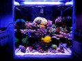 30海缸珊瑚灯