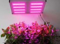 普通led改植物灯_led植物灯对人体有害吗