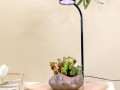 植物灯和普通灯 led植物灯和台灯