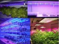 植物生长灯市场前景-国产led植物生长灯