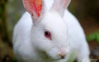 爱死小白兔镜头松动,爱死小白兔可以手持拍摄吗 