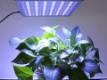 led灯怎么给植物_led灯怎么给植物光照