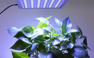 led灯怎么给植物_led灯怎么给植物光照