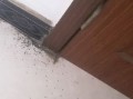 什么虫子能推动衣柜门打开 什么虫子能推动衣柜门