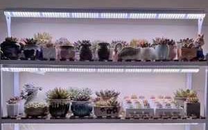 适合植物生长led灯,植物生长灯市场前景 