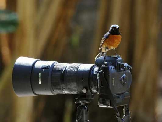 单反拍鸟的镜头-相机镜头打鸟-第1张图片-DAWOOD LED频闪灯