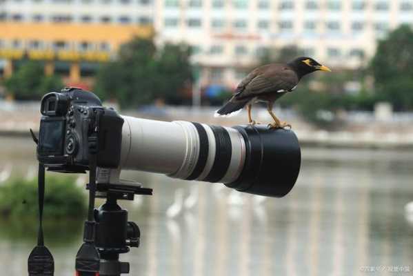 单反拍鸟的镜头-相机镜头打鸟-第2张图片-DAWOOD LED频闪灯