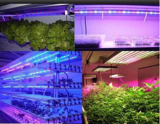 植物生长灯市场前景-国产led植物生长灯-第1张图片-DAWOOD LED频闪灯