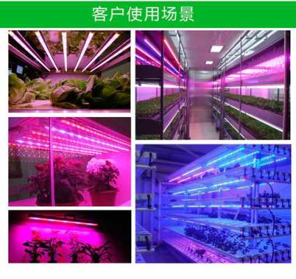 植物生长灯市场前景-国产led植物生长灯-第2张图片-DAWOOD LED频闪灯