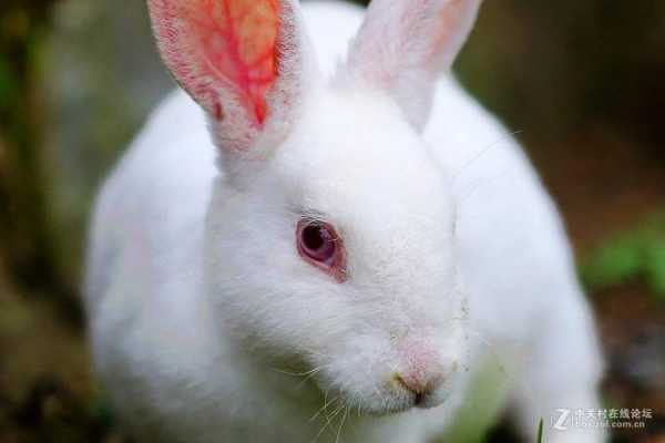 爱死小白兔镜头松动,爱死小白兔可以手持拍摄吗 -第1张图片-DAWOOD LED频闪灯