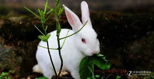 爱死小白兔镜头松动,爱死小白兔可以手持拍摄吗 -第2张图片-DAWOOD LED频闪灯