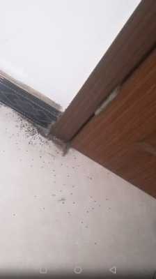柜子里面为什么会有蟑螂 为什么柜子上会起虫-第1张图片-DAWOOD LED频闪灯