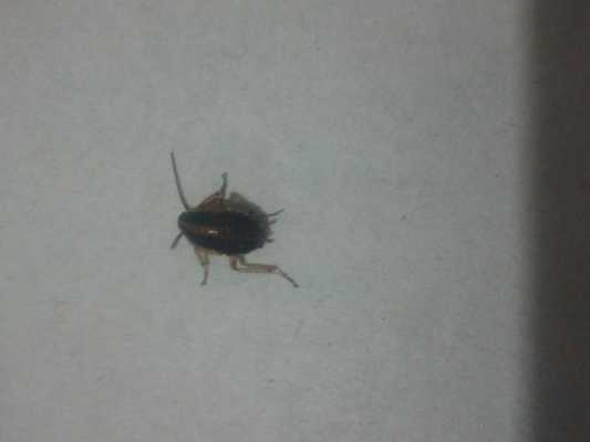 柜子里面为什么会有蟑螂 为什么柜子上会起虫-第2张图片-DAWOOD LED频闪灯