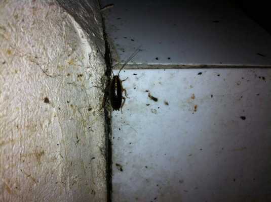 柜子里面为什么会有蟑螂 为什么柜子上会起虫-第3张图片-DAWOOD LED频闪灯