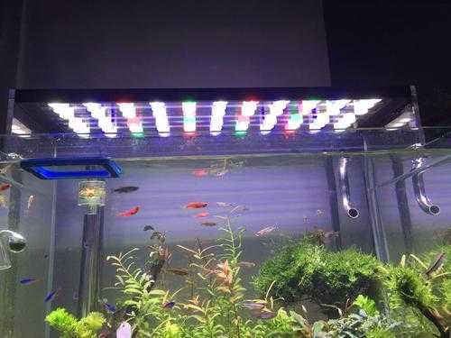 鱼缸led灯光突然变弱闪烁-第1张图片-DAWOOD LED频闪灯